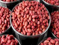 Amar International's Finest Export Peanuts
