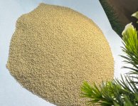 AMARANTH SEED