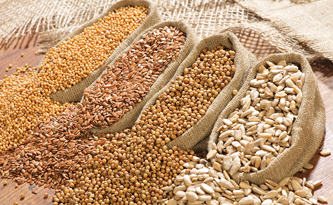 Oil Seeds - Amar International